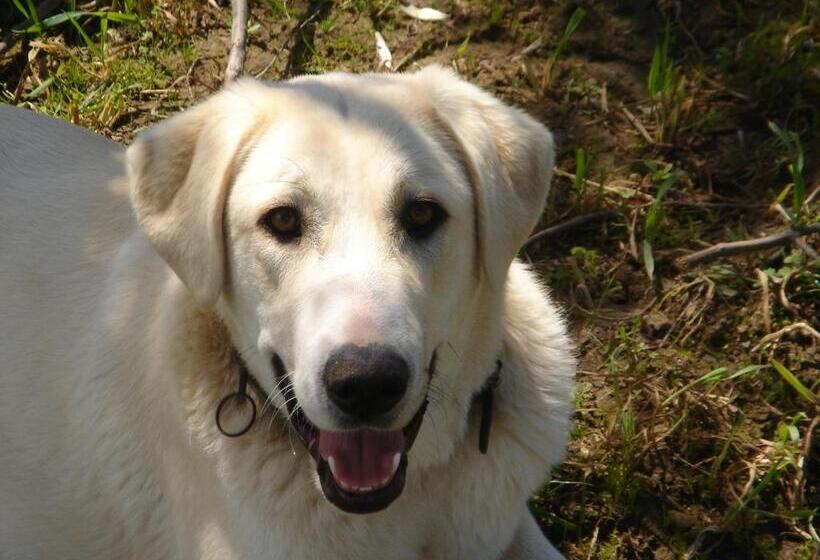 بنسيون Monte Da Coelha Al