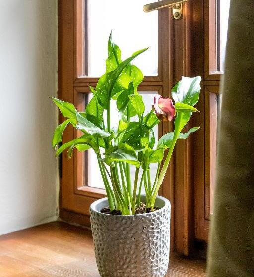 پانسیون Penzion Maštal