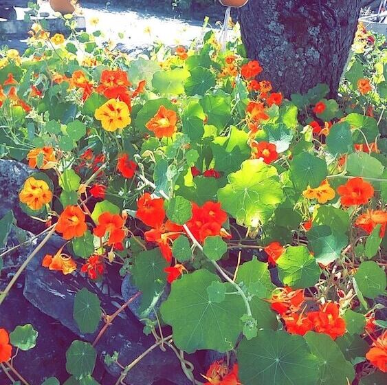 הוסטל Vertshuset Fannarheimr   Bed &breakfast