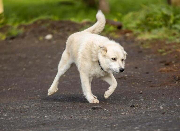 Farmhotel Efstidalur