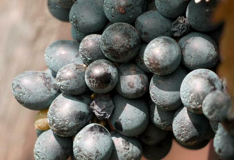 בית מלון כפרי Residenza La Beccata