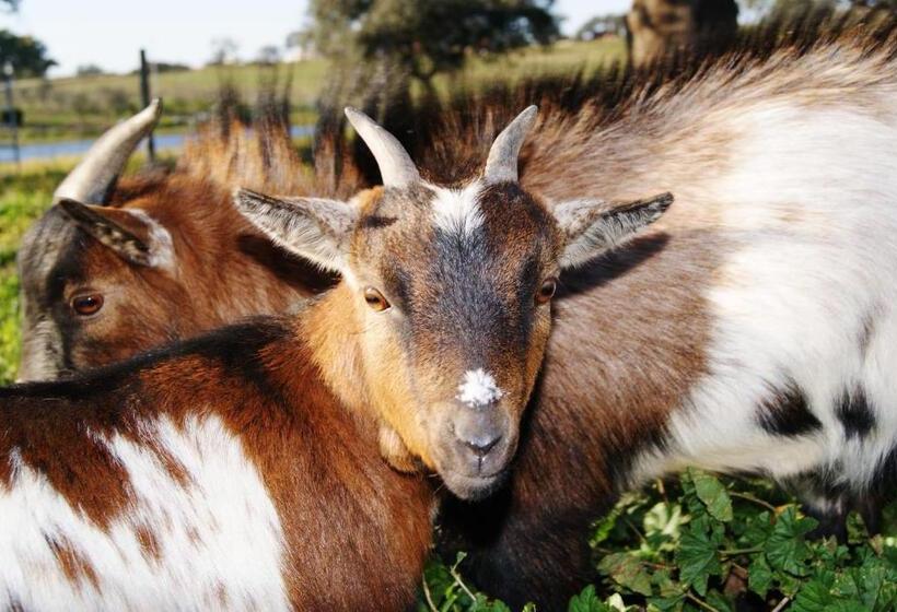 Пансион Agro Turismo Monte Da Galega