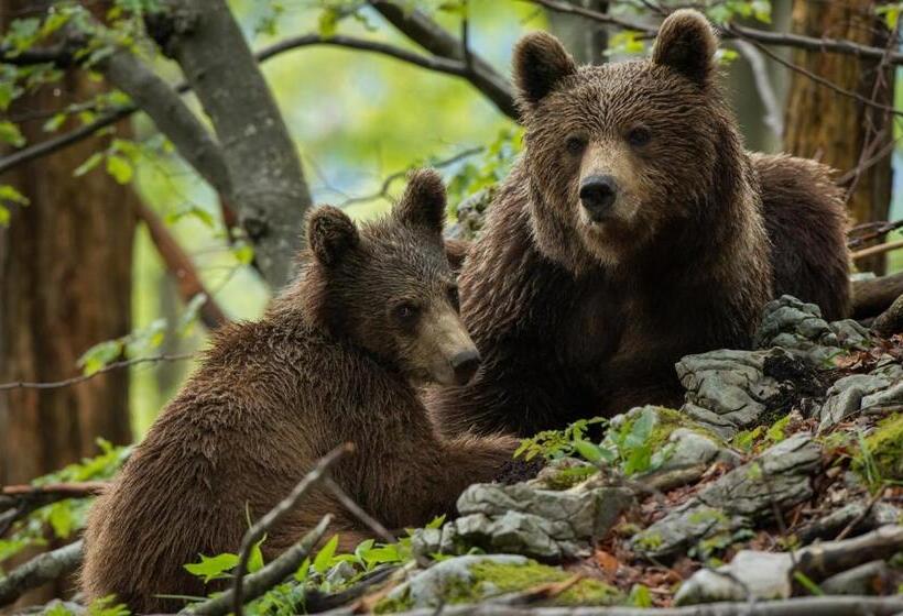 پانسیون Guesthouse Bajc