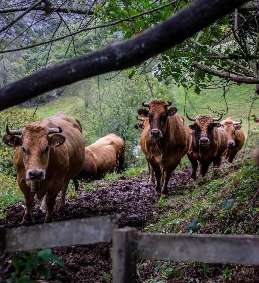 פנסיון Núcleo De Turismo Rural La Corte