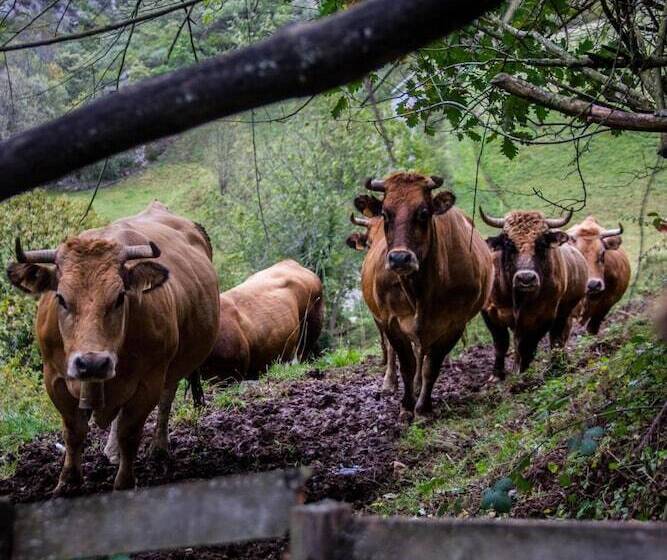 פנסיון Núcleo De Turismo Rural La Corte