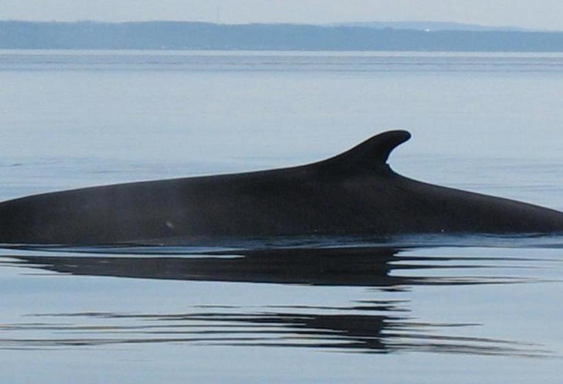 ユースホステル Auberge Du Café Chez Sam