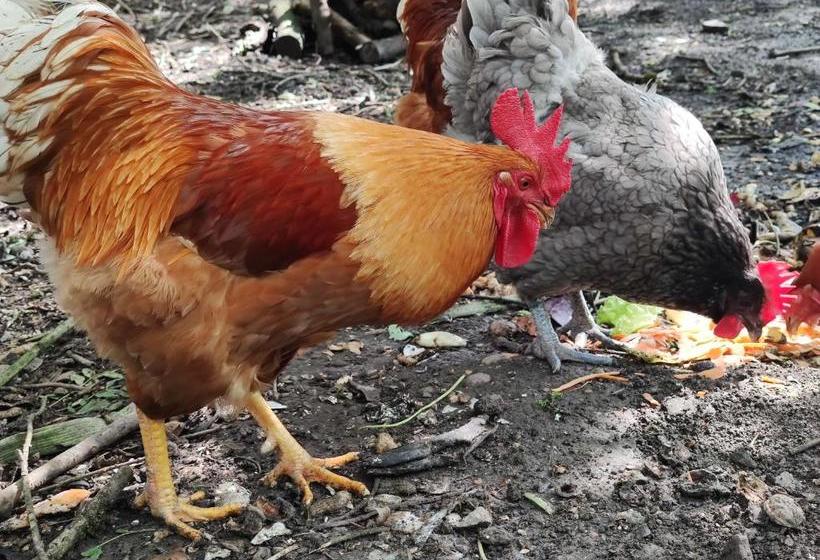 민박 La Demeure De Saint Fiacre