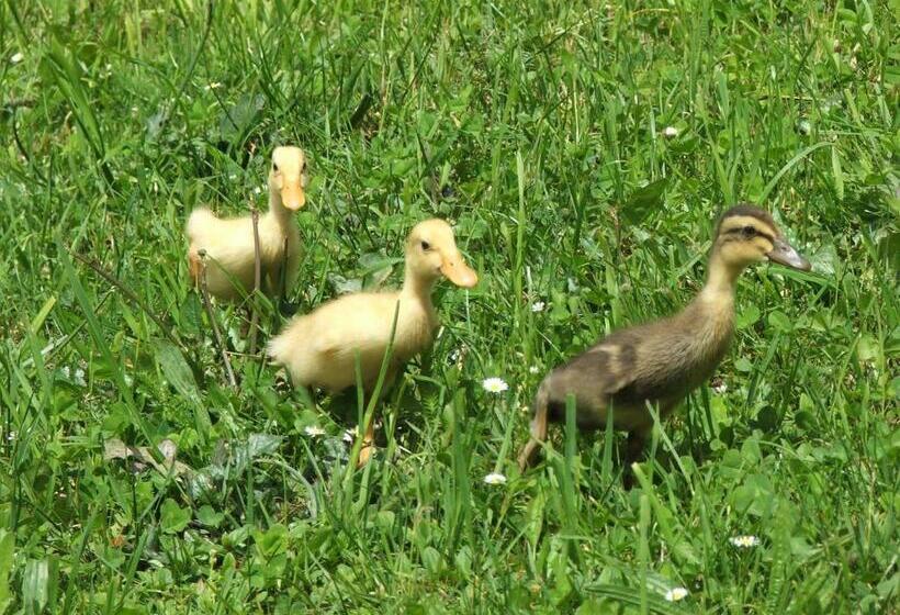 Frühstückspension Götzfried Hof