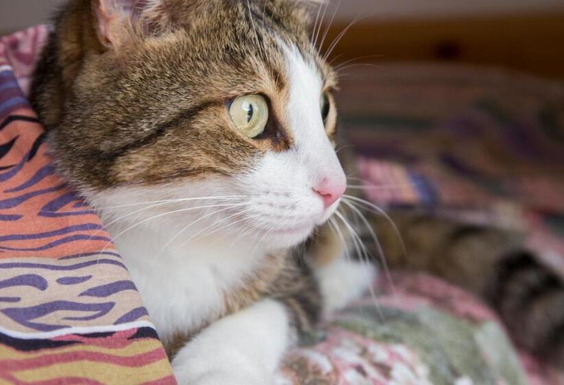 فندق Villa Buonasera Agriturismo