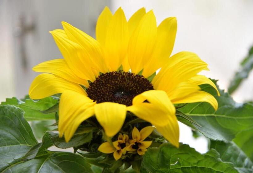 Onkel Enkels Pensionat