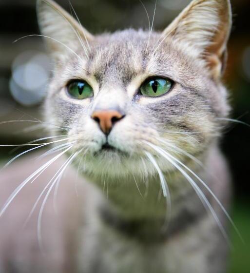 بنسيون Casa Muntelui