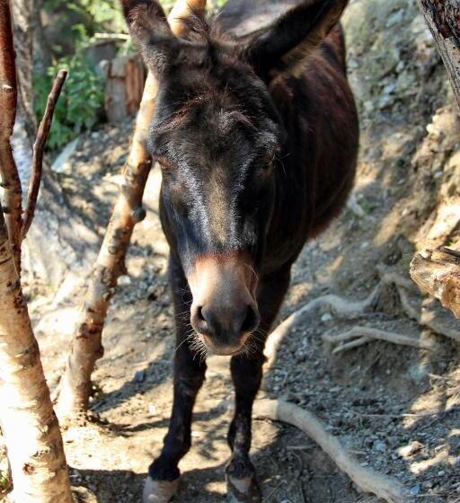 פנסיון Gut Sonnbichl