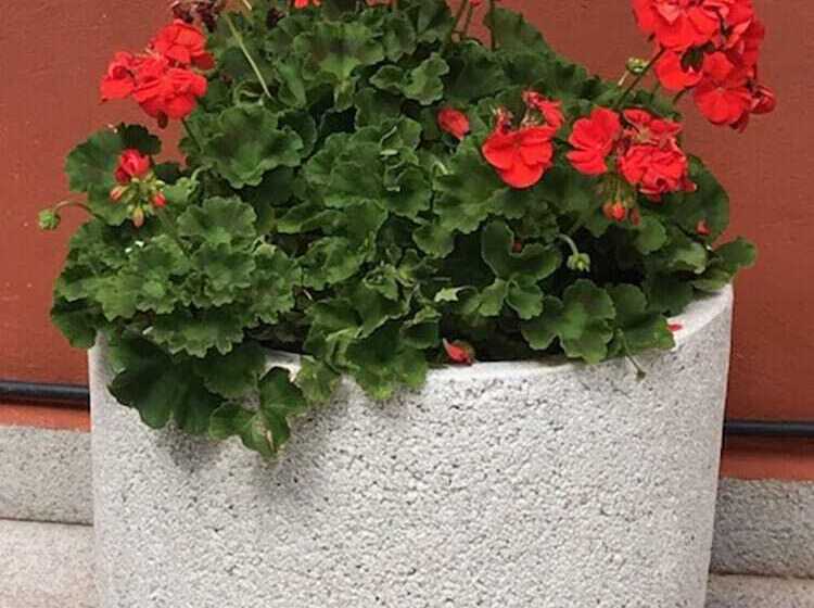 پانسیون Hostal Rica Posada