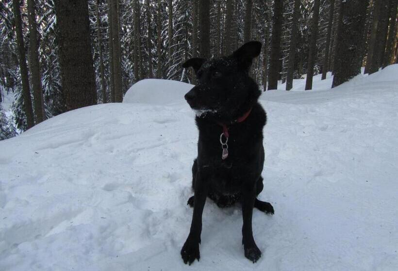 Pension Sonnleit´n Urlaub Mit Hund