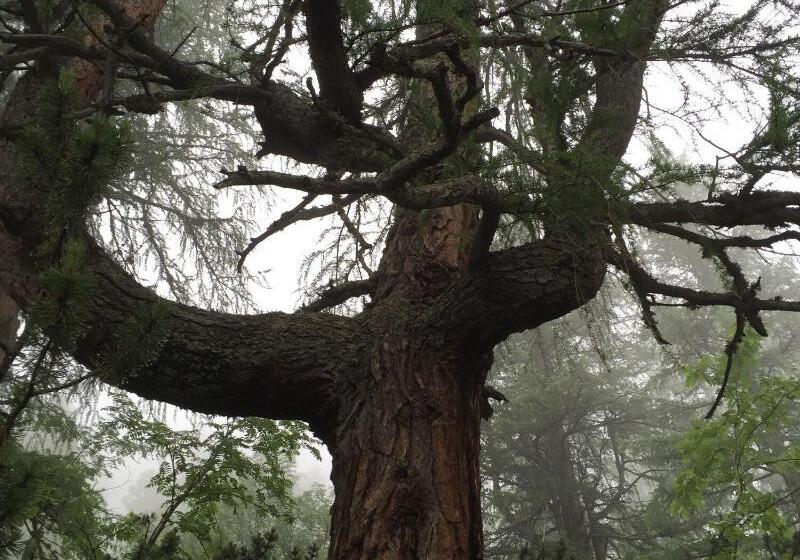 Общежитие Gasthaus Maislau