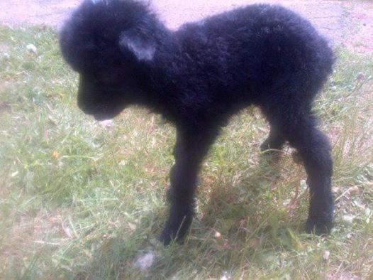 فندق صغير Marco Polo Inn