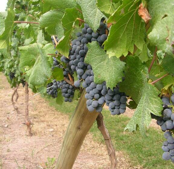 Общежитие Posada Verde Oliva