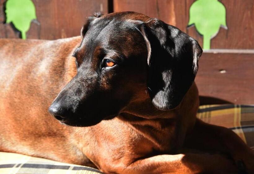 Frühstückspension Pachler