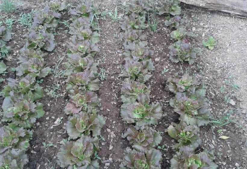 ホテル Agriturismo Al Poggetto