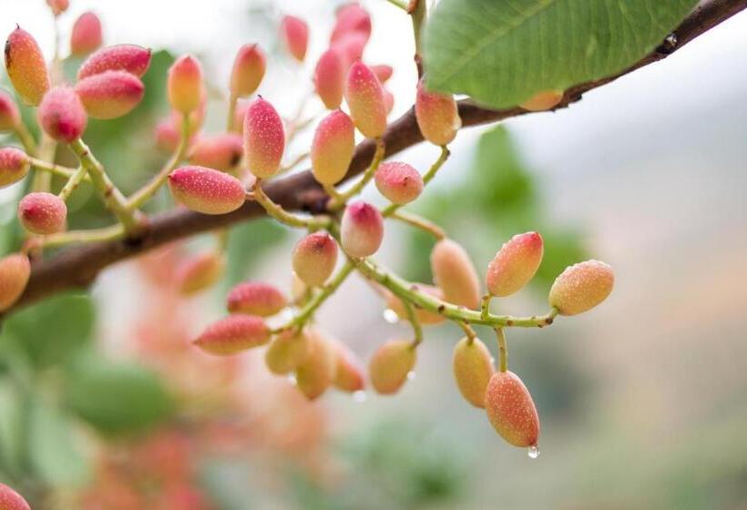 Отель Ciuci S Manor