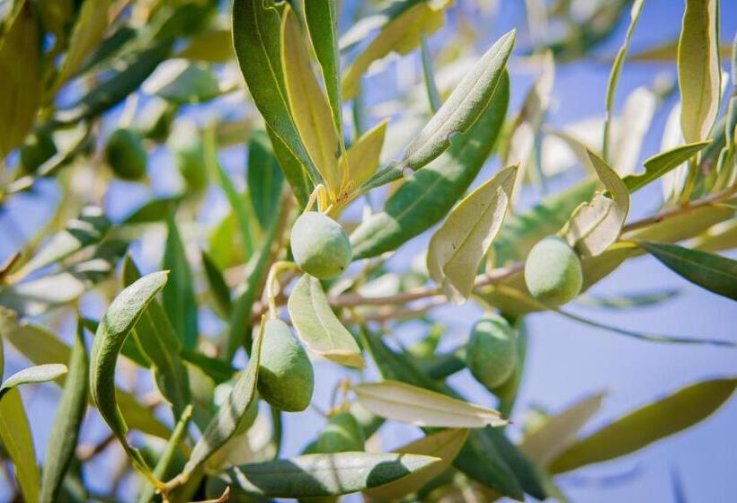 Отель Ciuci S Manor