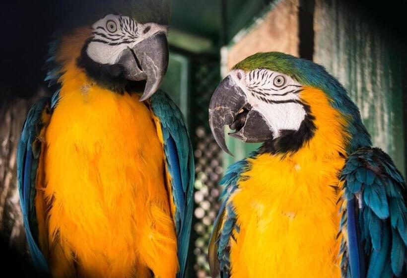 Отель Ciuci S Manor