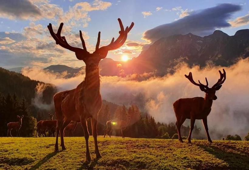 پانسیون Apparthaus Taxegger