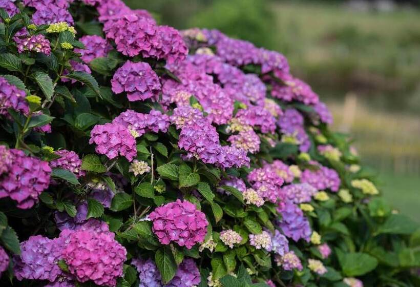 פנסיון Maison De Mézos