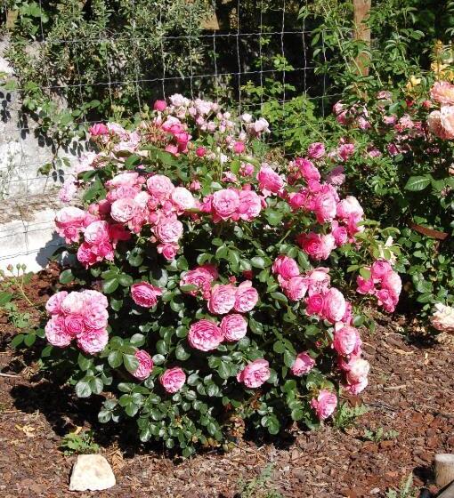 بنسيون Monte Do Laranjal