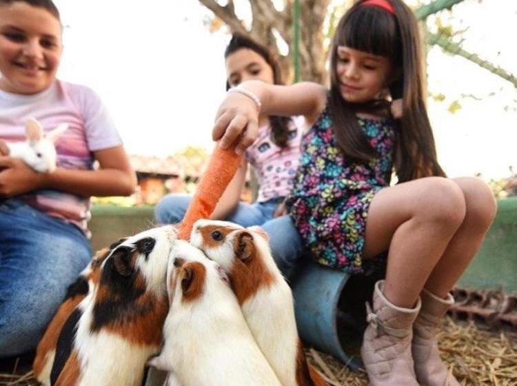 Пансион Pousada Fazenda Santa Fe