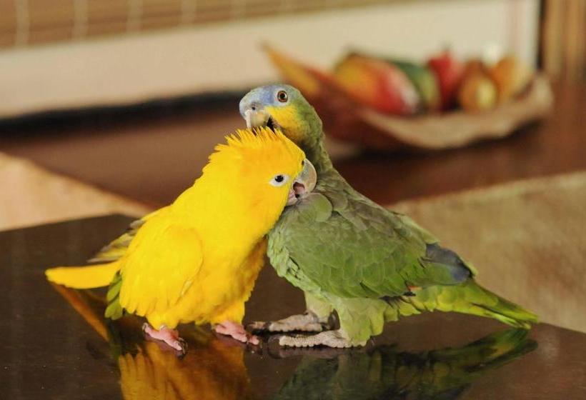 Пансион Pousada Fazenda Santa Fe