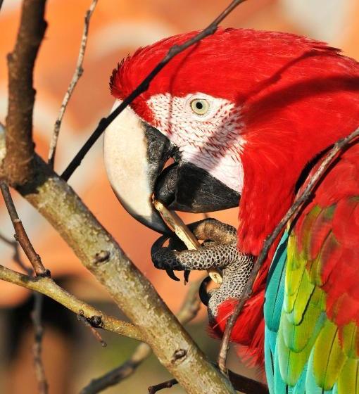 Пансион Pousada Fazenda Santa Fe