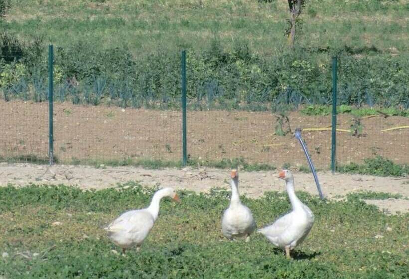 호텔 Angelucci Agriturismo Con Camere E Agri Camping