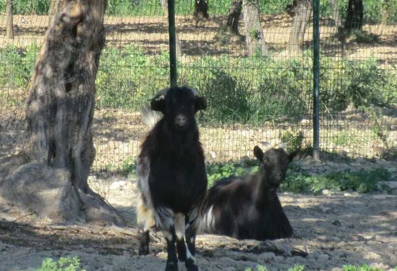 Отель Angelucci Agriturismo Con Camere E Agri Camping