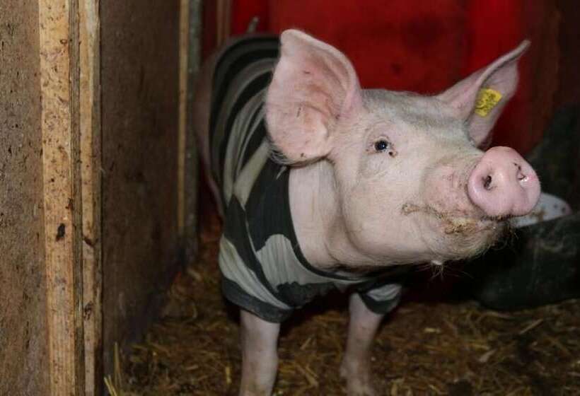 Kräuterpension Rosenkranz