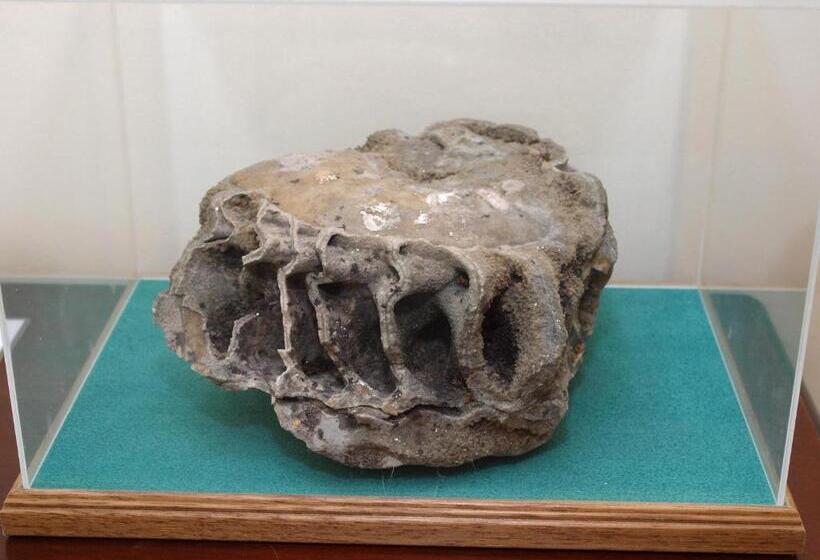 بنسيون Ammonite Lodge