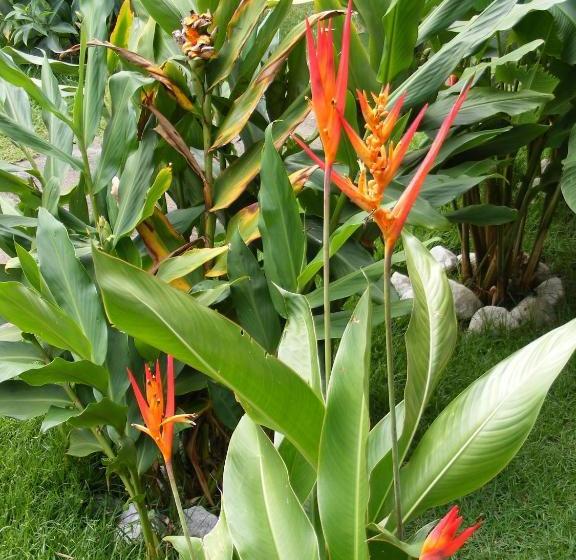 ペンション Casa Da Arvore Apartamentos Pousada