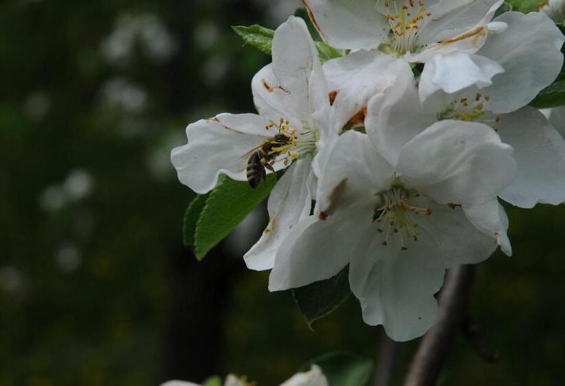 Пансион Gästehaus Brugger