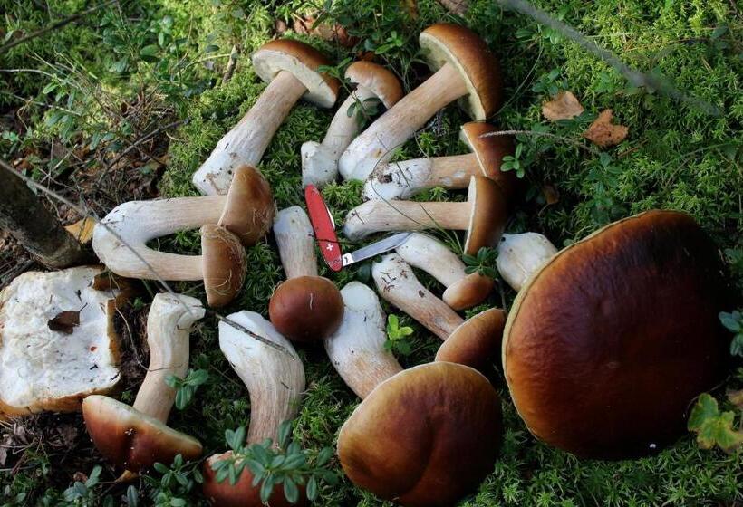 بنسيون Guesthouse Kumpunen