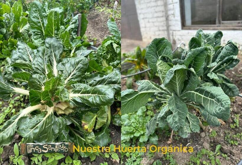 ユースホステル Finca San Pedro  Alojamiento Campestre Y Reserva Natural