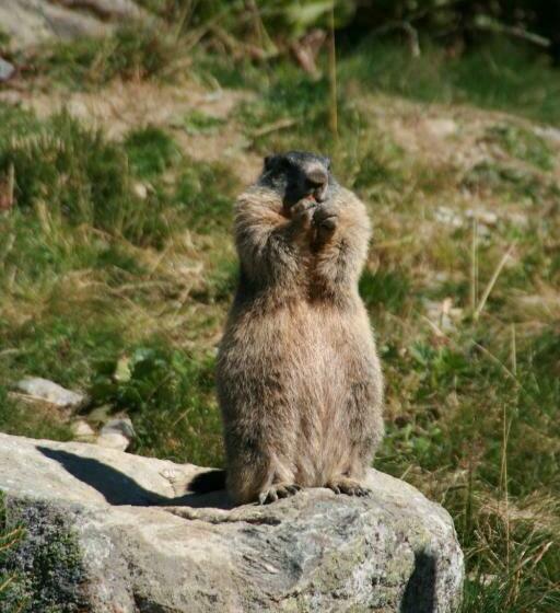 Appartement Sunnleitn