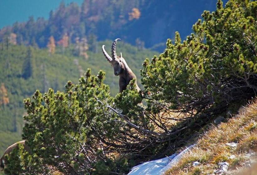 בית מלון כפרי Denggnhof