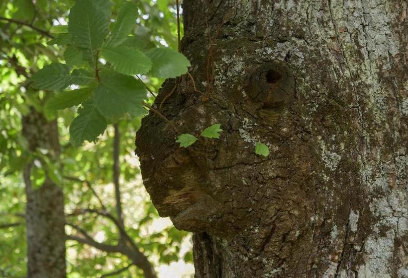 ホテル La Piana Dei Castagni
