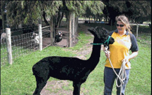 هتل Sunflowers Animal Farm & Farmstay