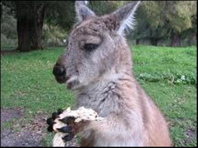 هتل Sunflowers Animal Farm & Farmstay