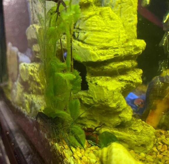 פנסיון Casa Yachi Vama Veche