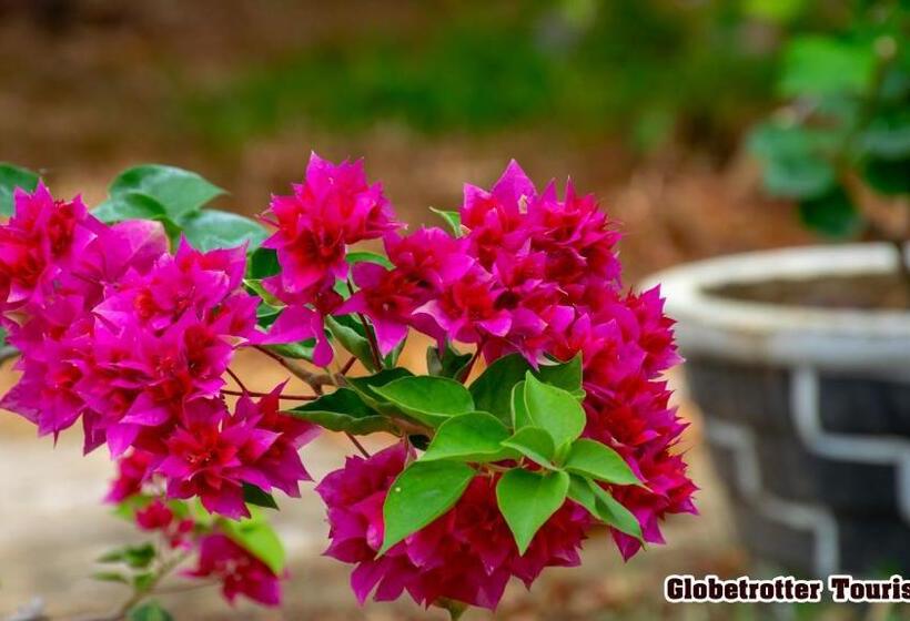 Пансион Globetrotter Tourist Inn