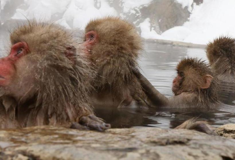 ペンション Minshuku Miyama