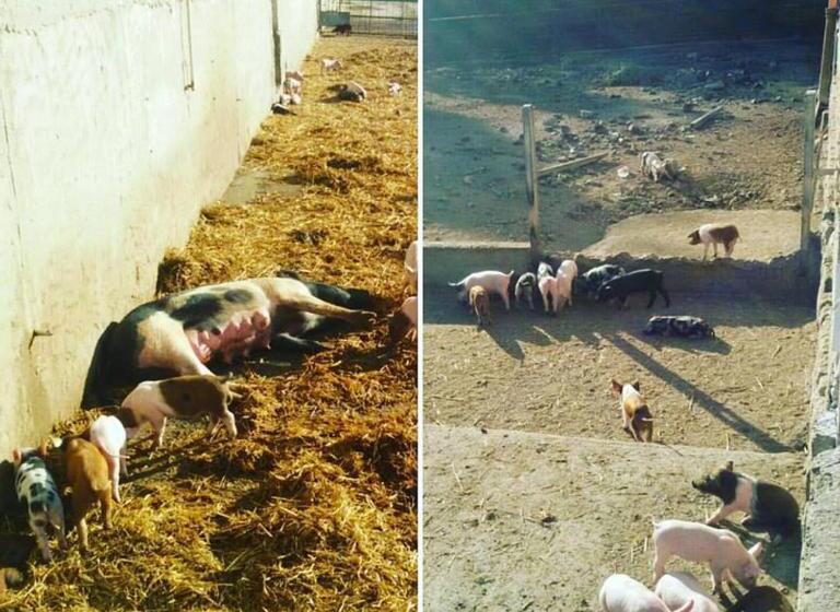 호텔 Agriturismo Agrifoglio