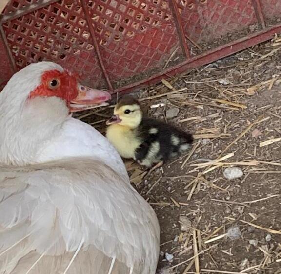 فندق Agriturismo La Fontanella & Glamping